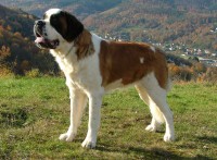 A Bernáthegyi-röl