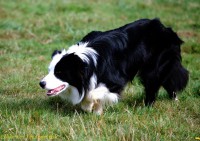 A Border Collie-rol