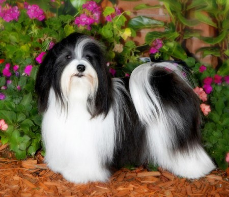 A Bichon Havanese-röl